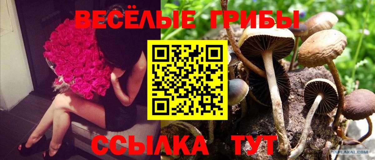 Котельники  сколько стоит  Вход с VPN  Галлюциногенные грибы Cubensis 